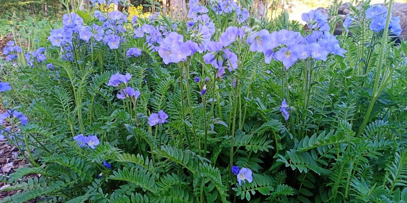 Polemonium caeruleum 'Northern Light's' Harilik sinilatv